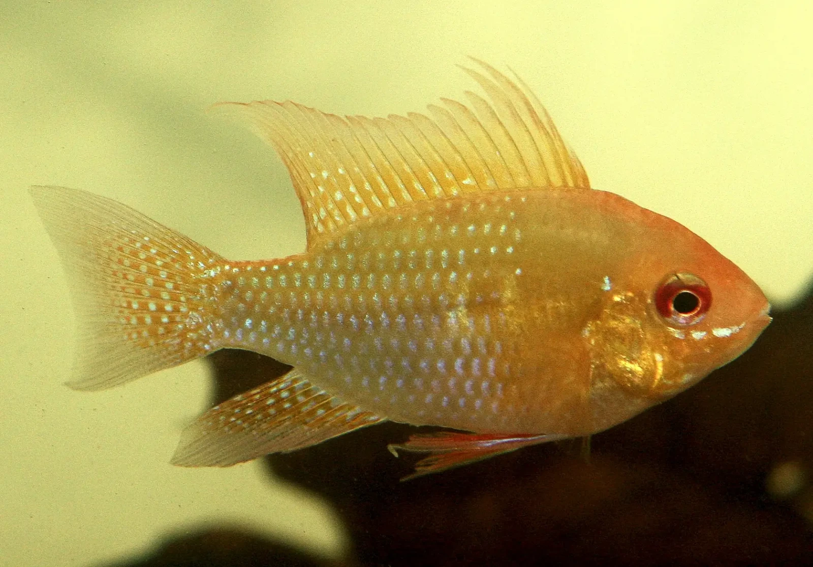 Ram-Cichlid 09