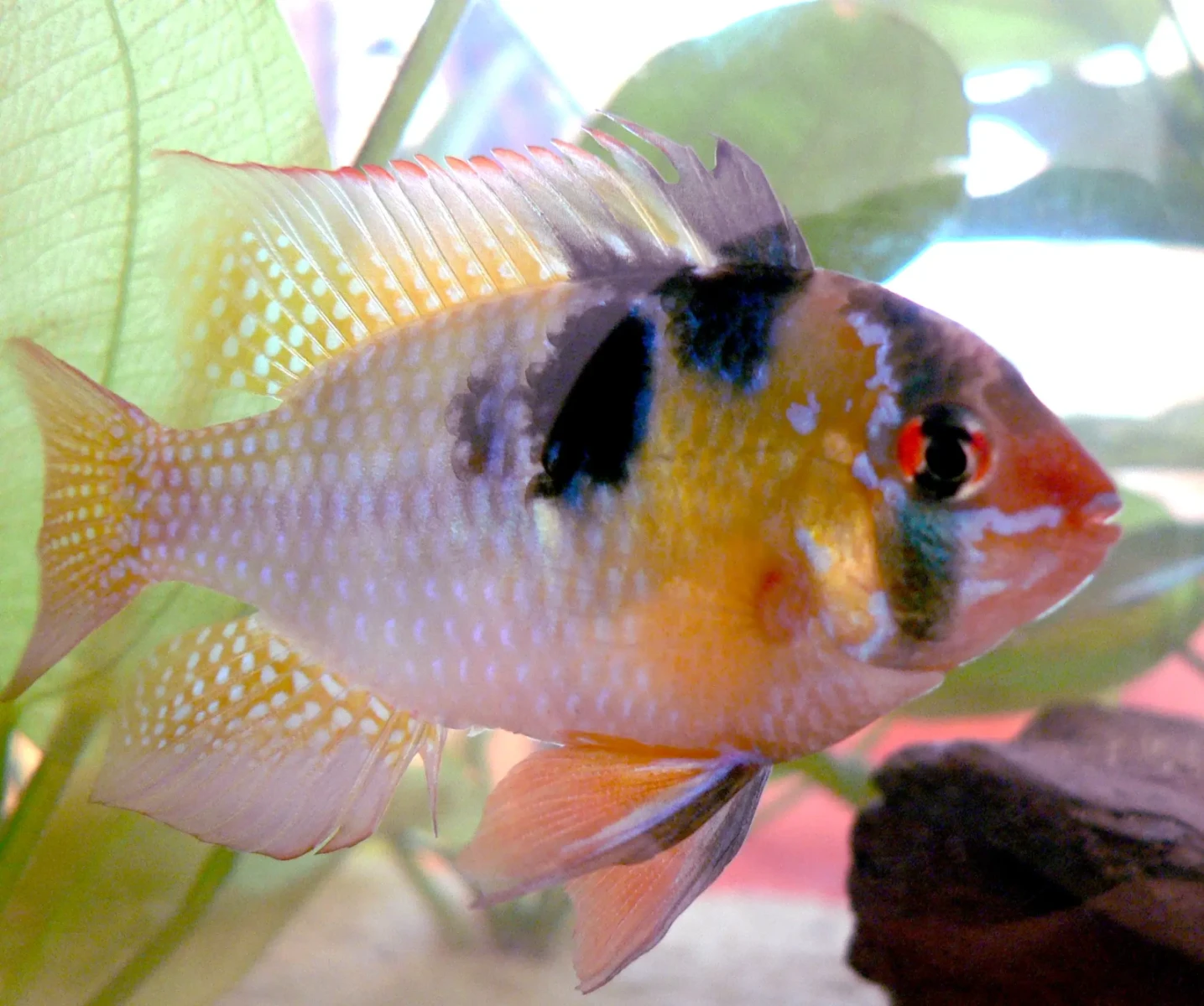 Ram-Cichlid 10
