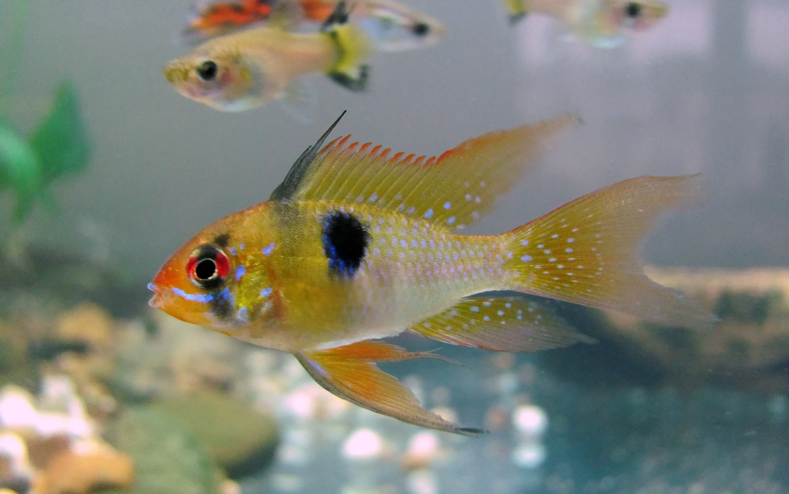 Ram-Cichlid 11