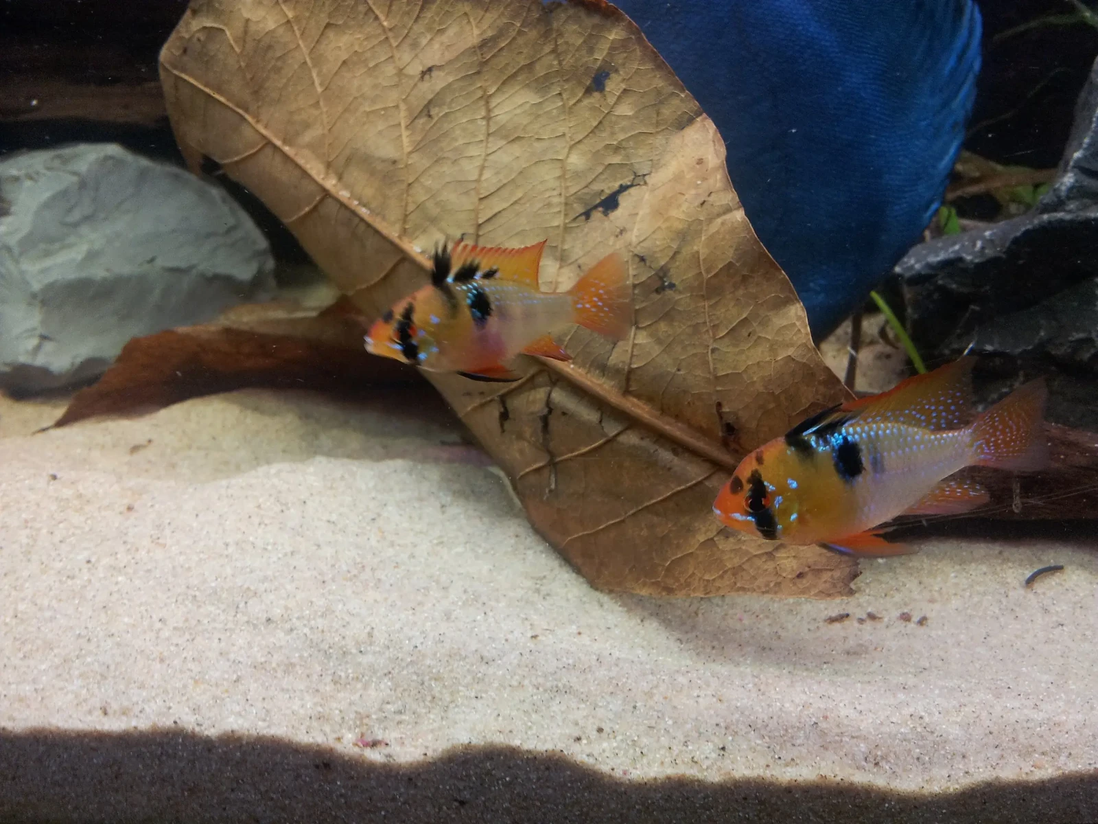 Ram-Cichlid 12
