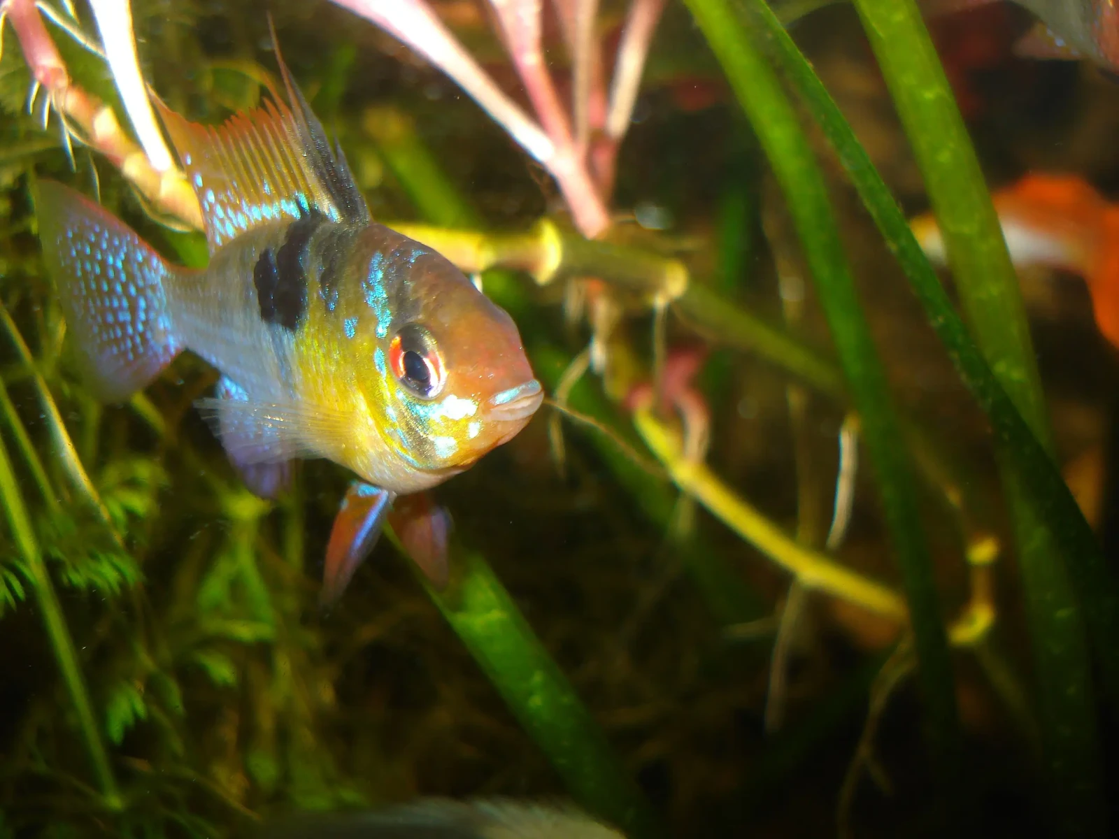 Ram-Cichlid 13