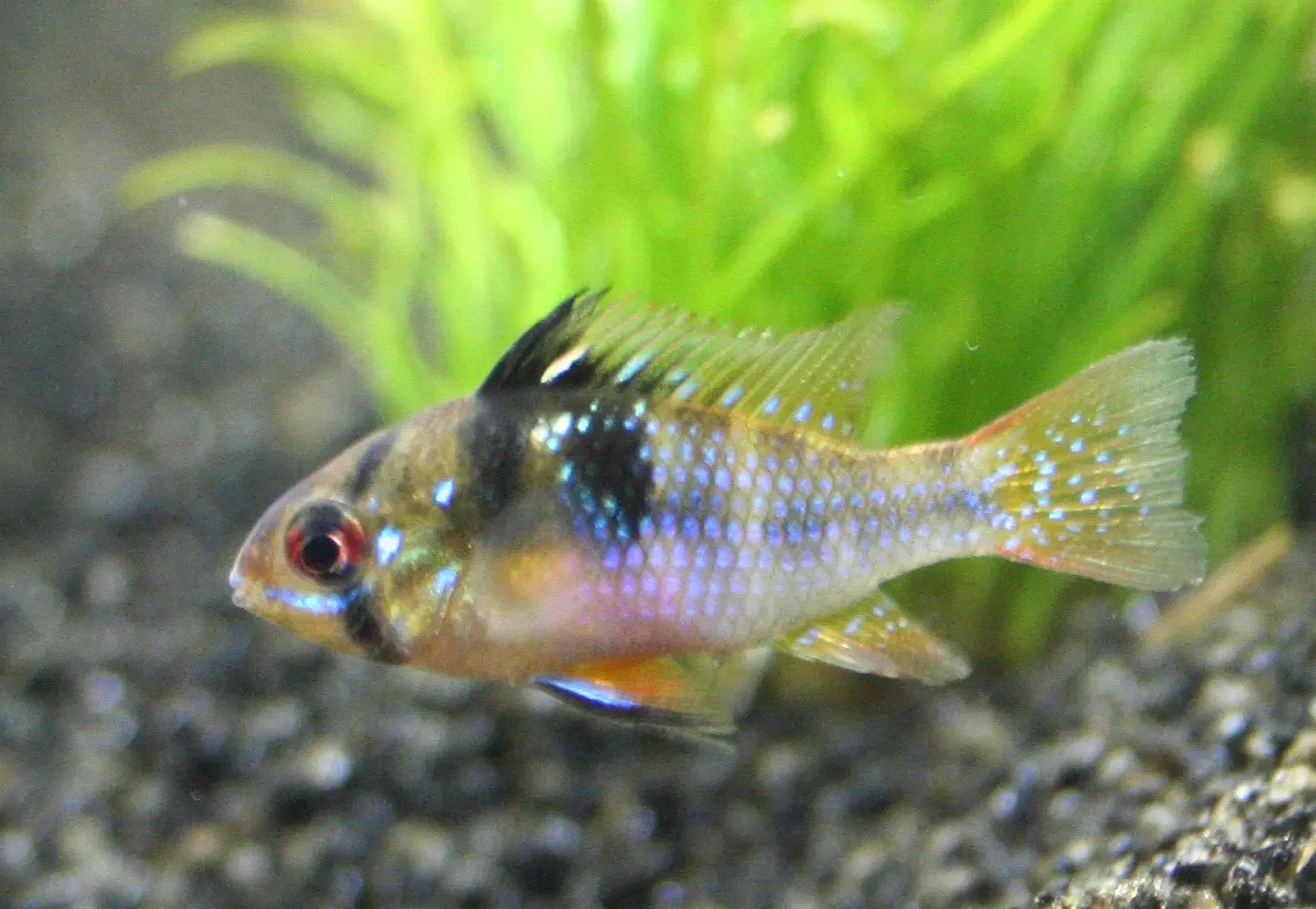 Ram-Cichlid 14