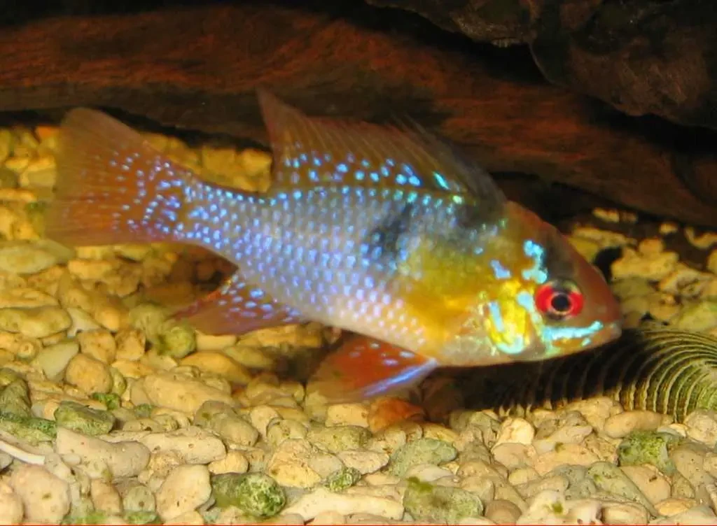 Ram-Cichlid 15