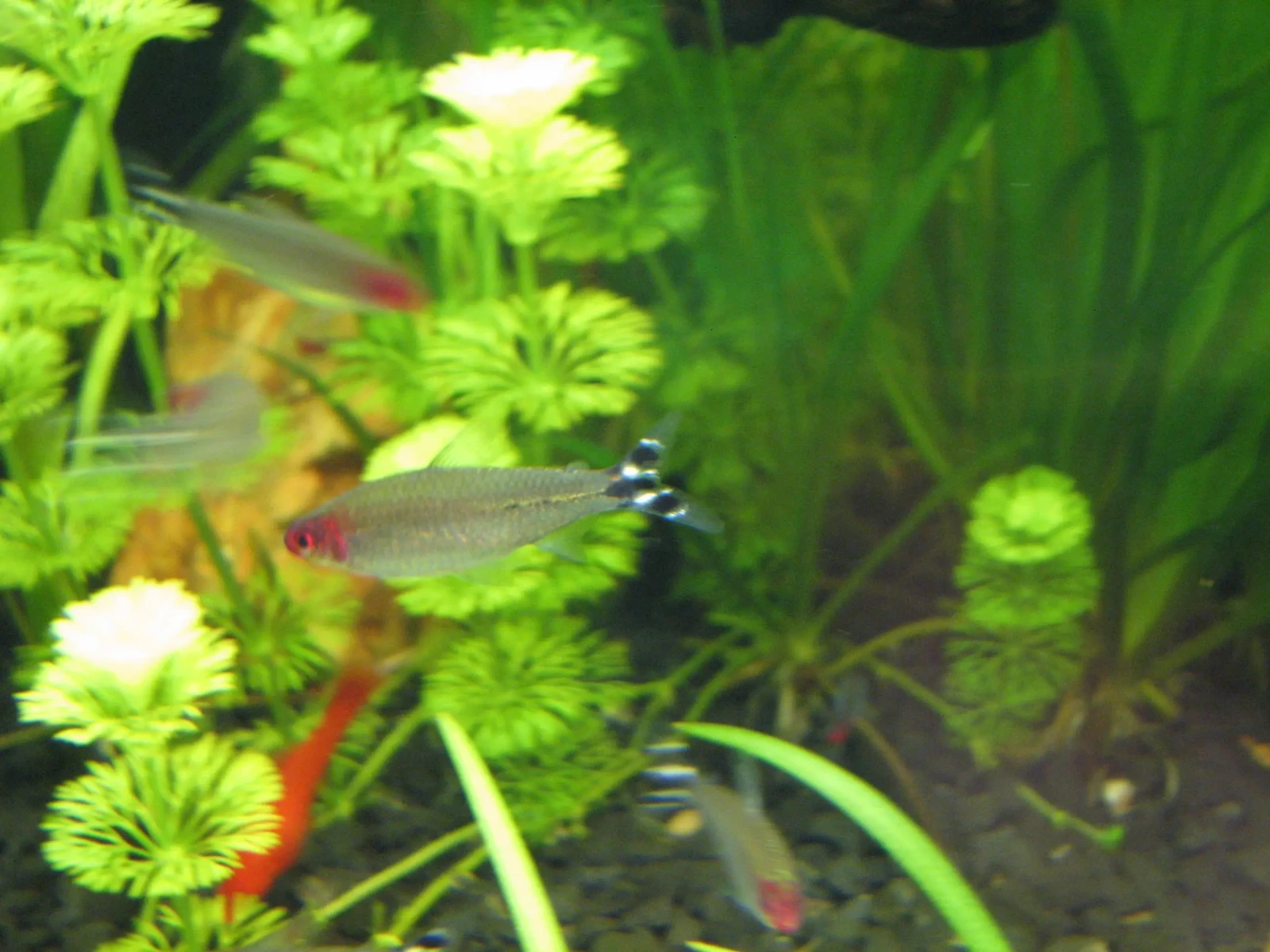 Rummy-Nose-Tetra 01