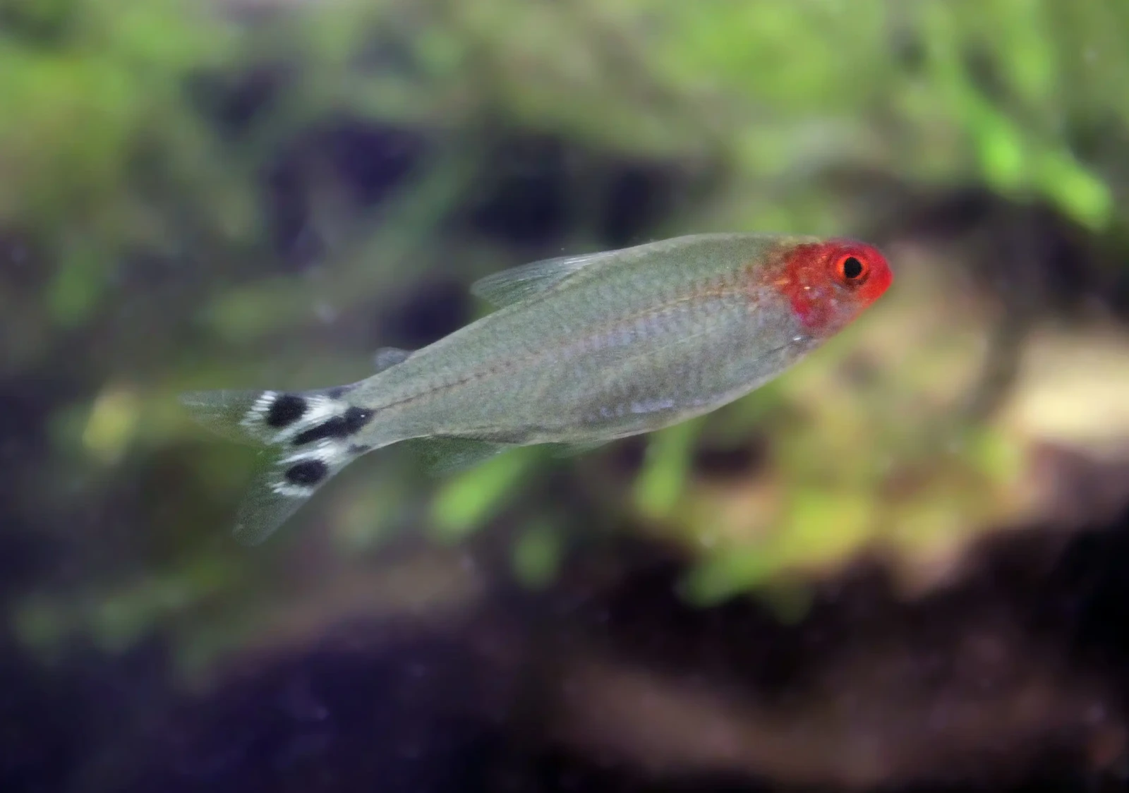 Rummy-Nose-Tetra 02