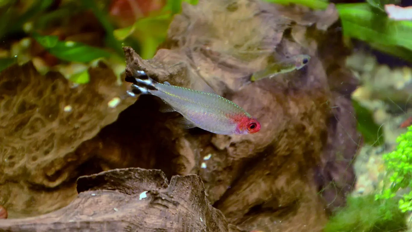 Rummy-Nose-Tetra 03