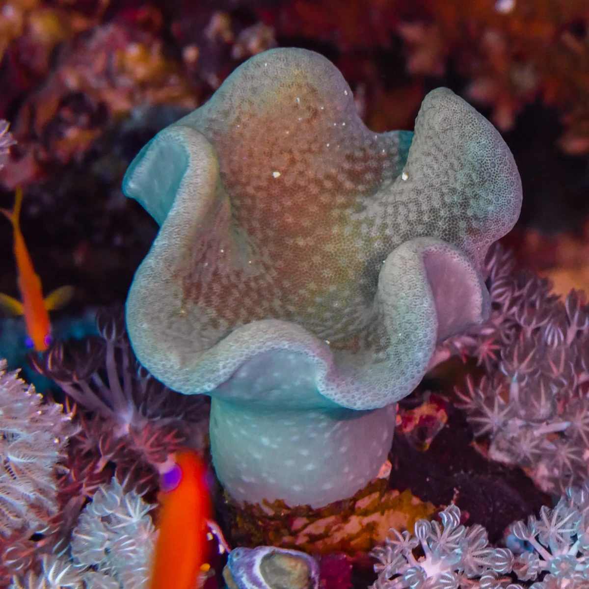 Corail mou (Sarcophyton)