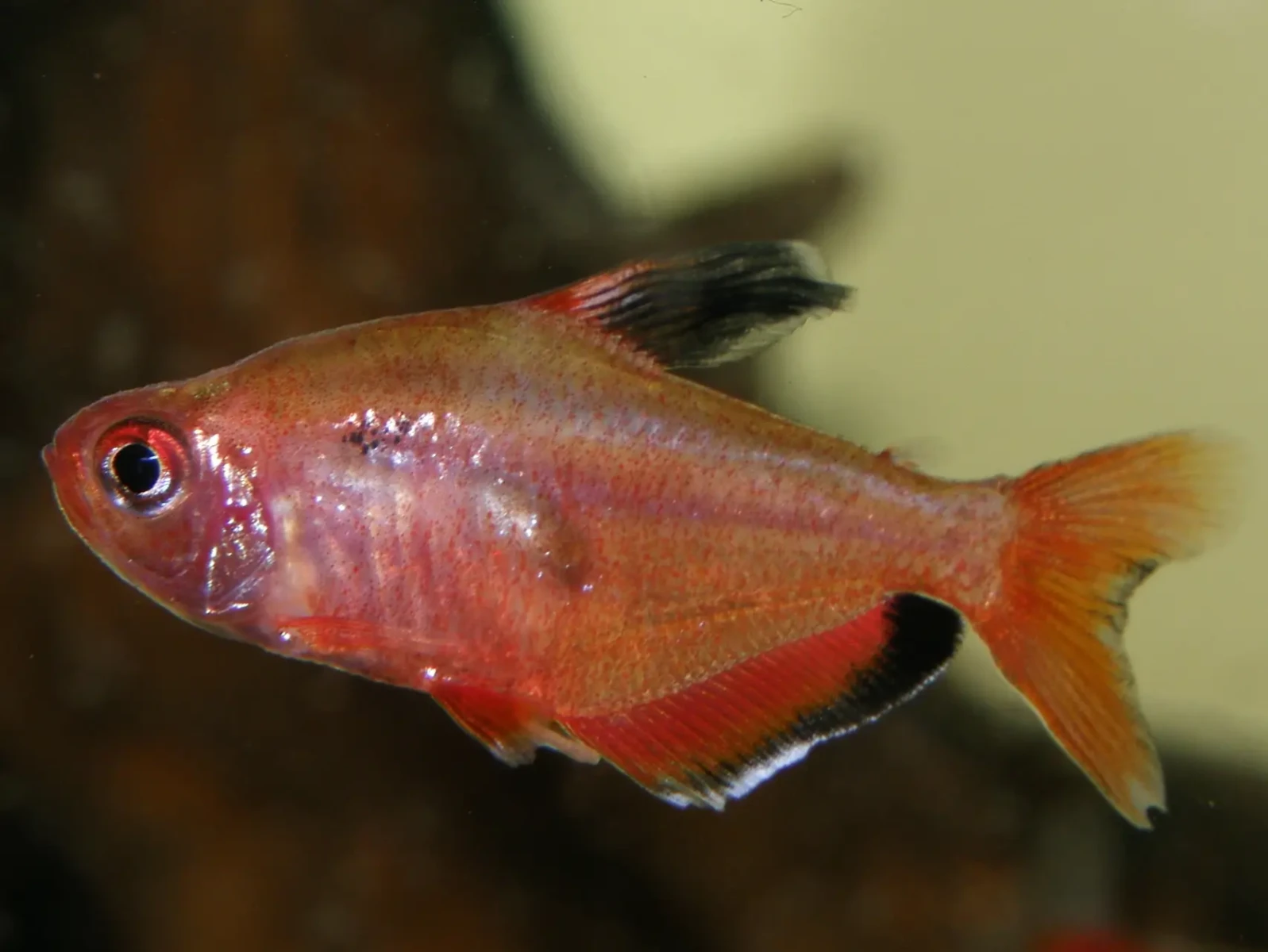 Serpae-Tetra 02