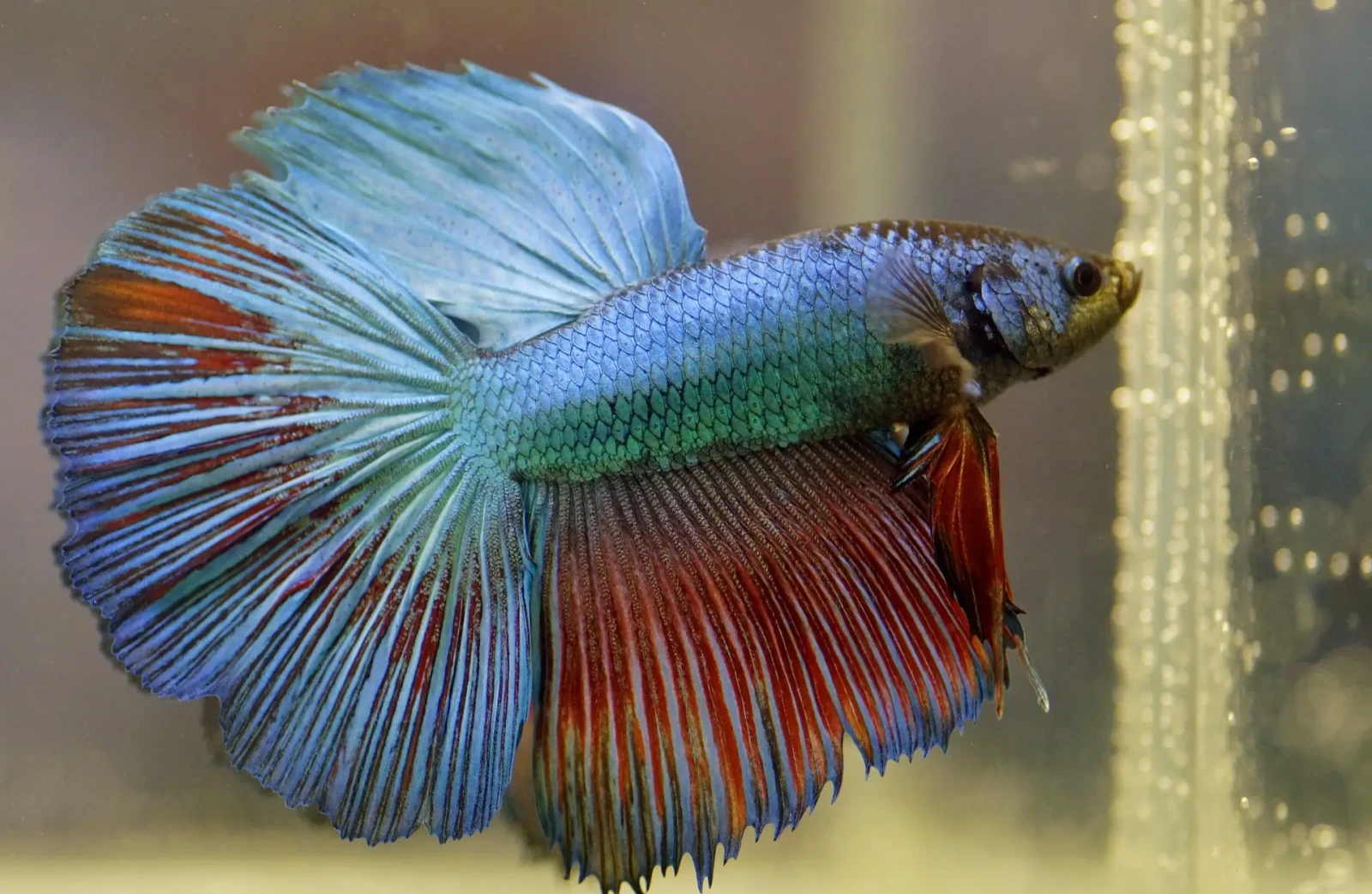 Siamese-Fighting-Fish 01