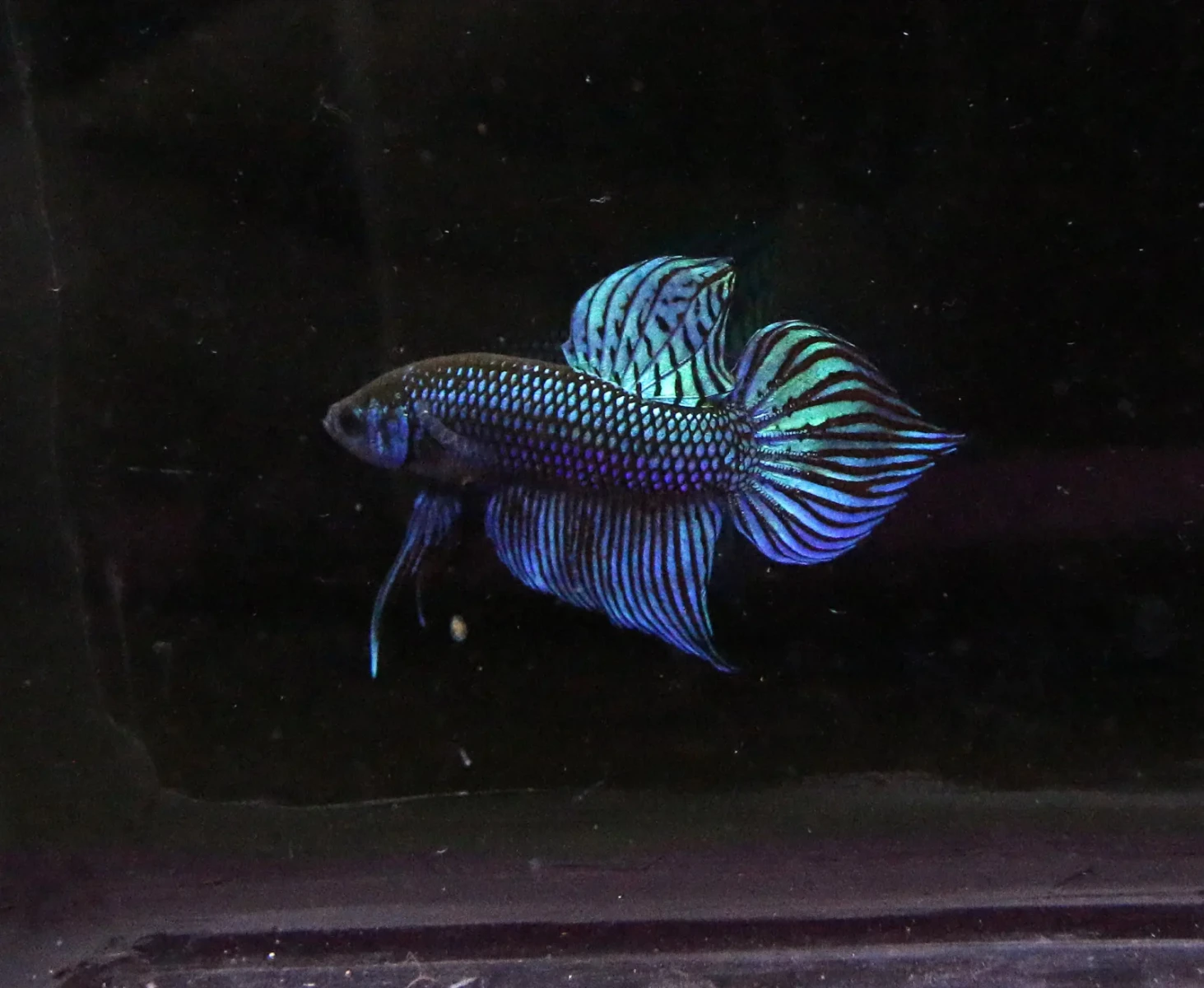 Siamese-Fighting-Fish 02