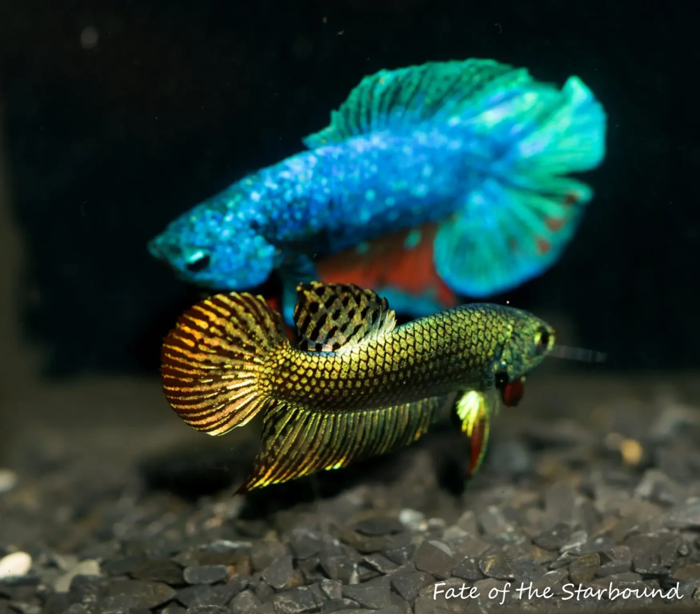 Siamese-Fighting-Fish 03
