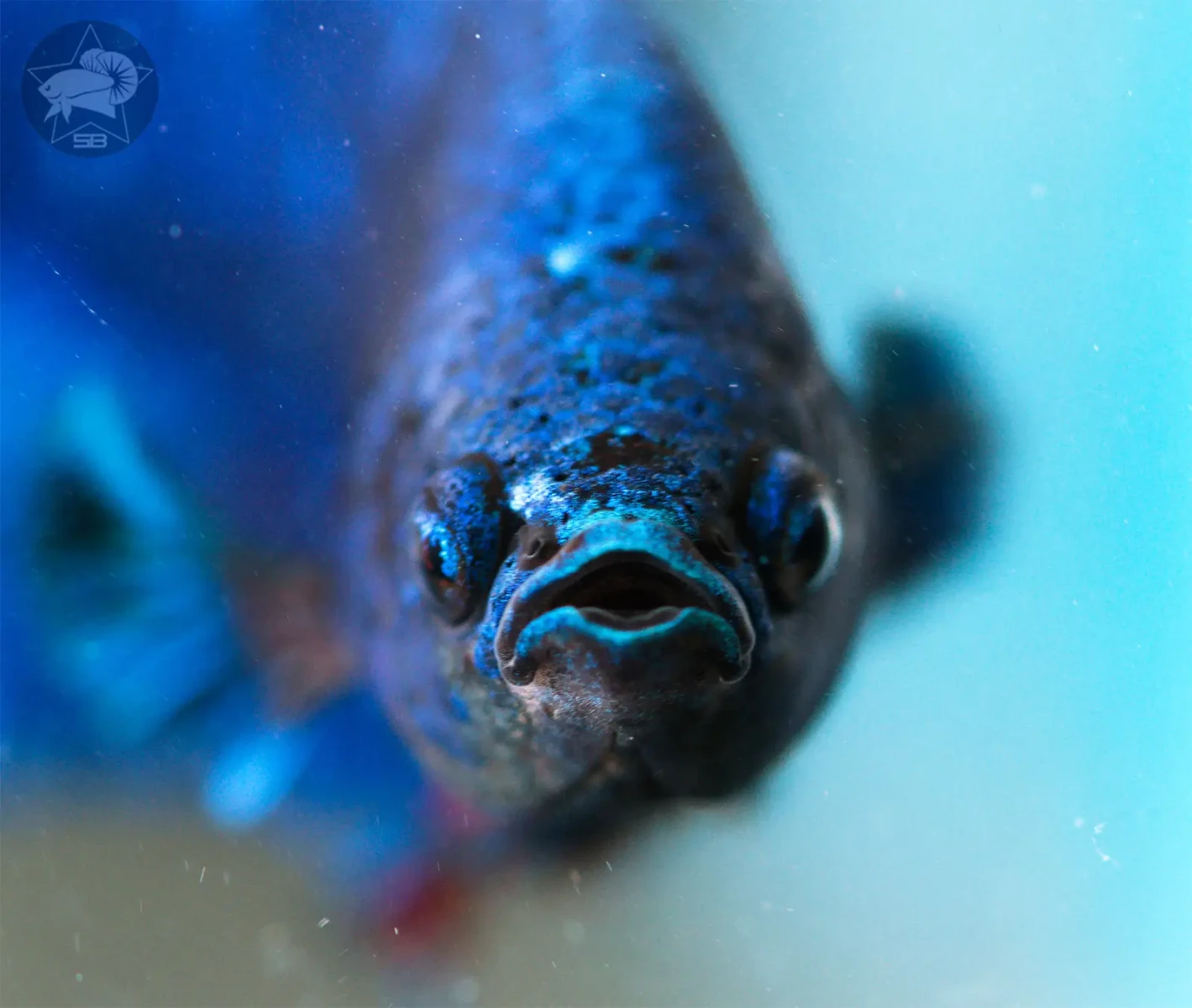 Siamese-Fighting-Fish 04