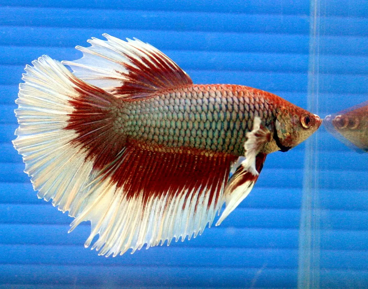 Siamese-Fighting-Fish 05