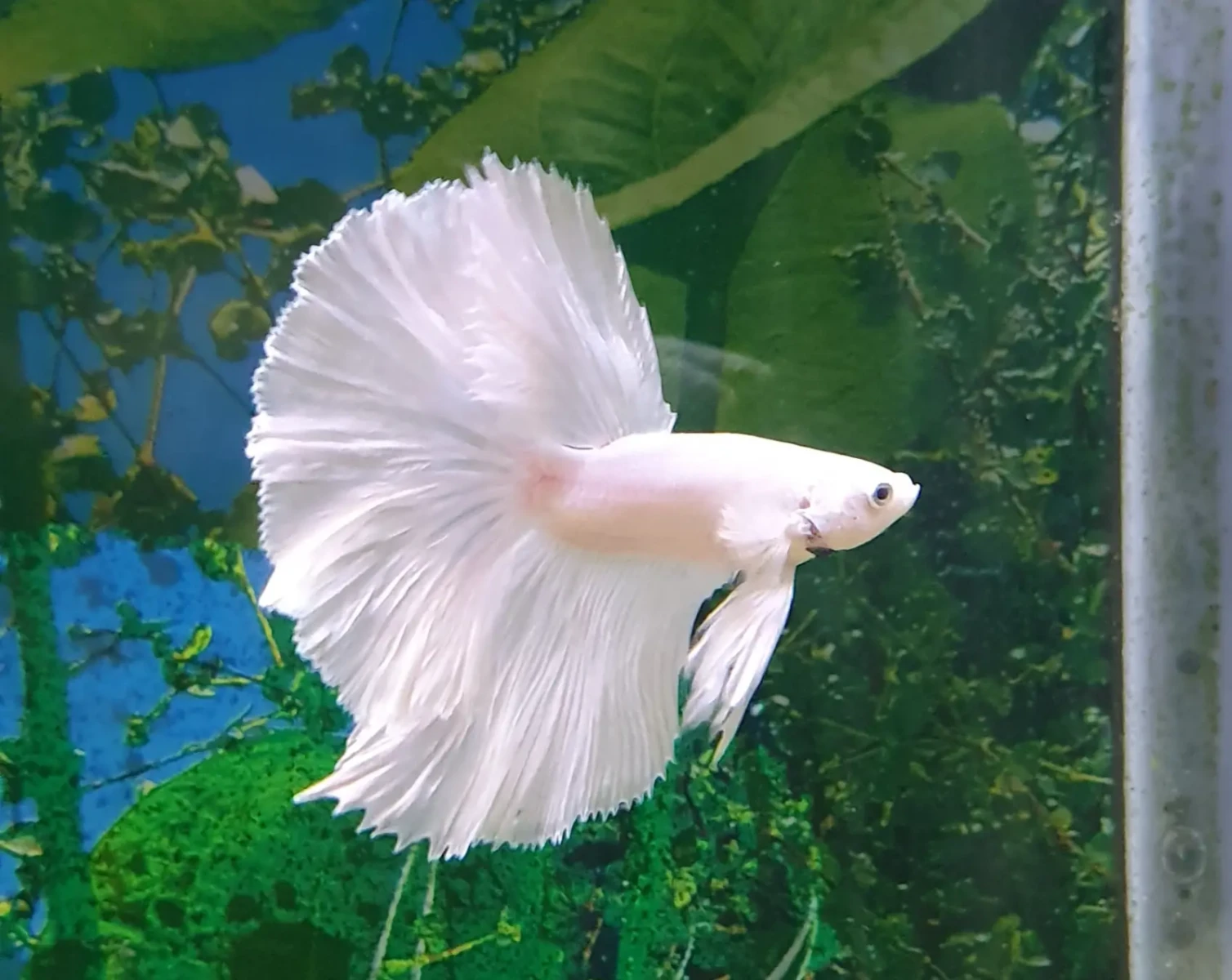 Siamese-Fighting-Fish 06