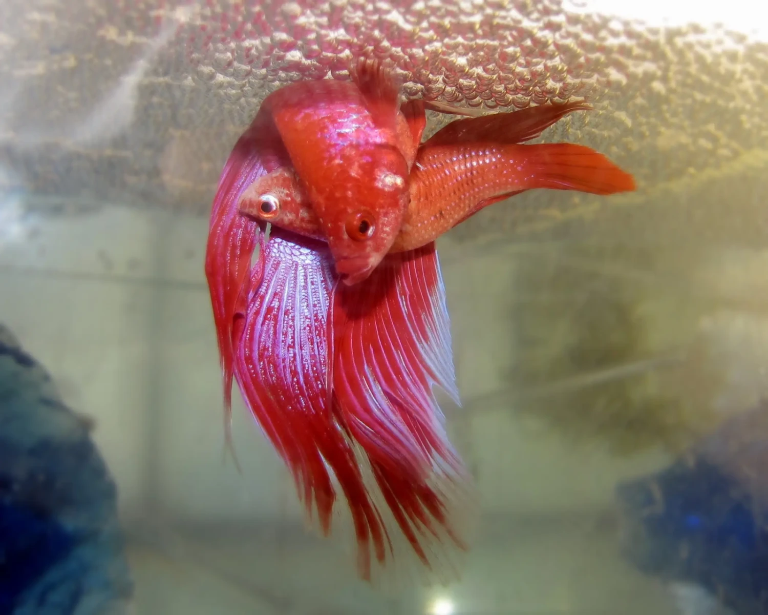 Siamese-Fighting-Fish 07