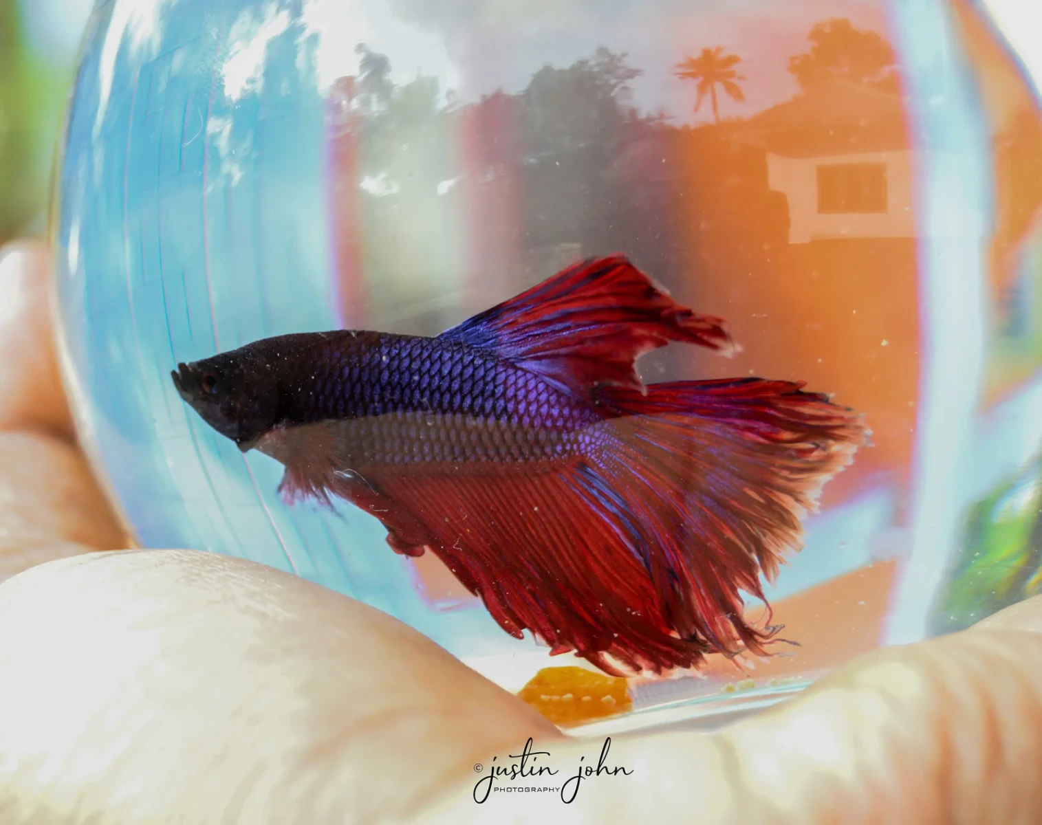 Siamese-Fighting-Fish 08