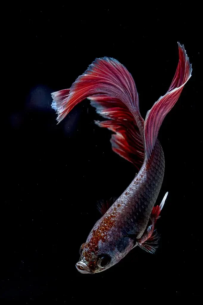 Siamese-Fighting-Fish 09