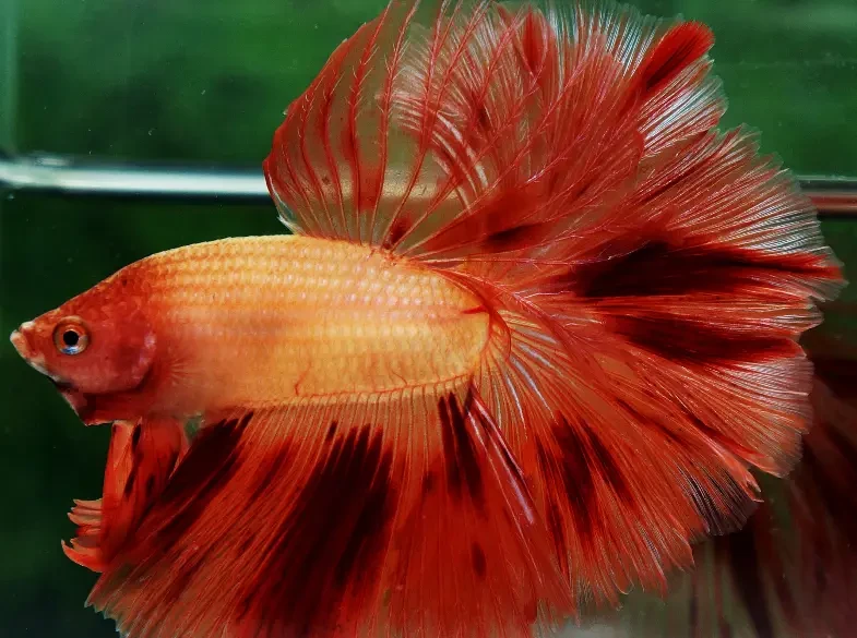 Siamese-Fighting-Fish 10