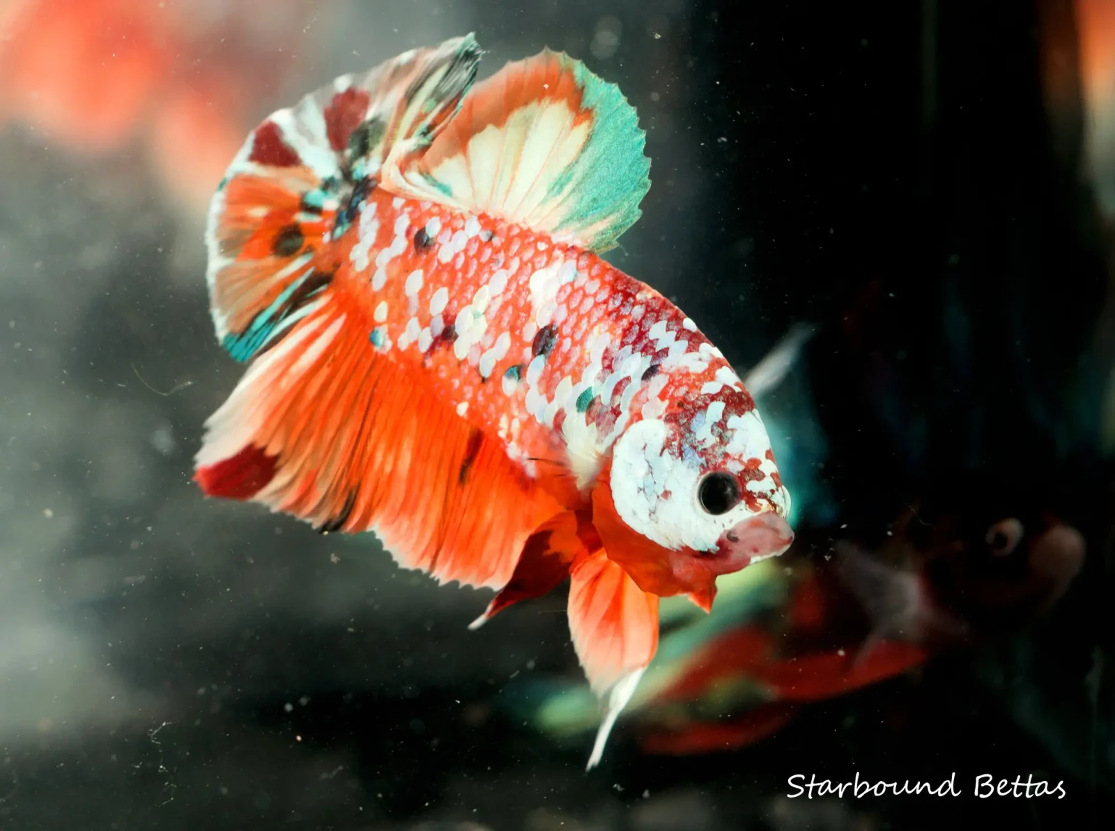 Siamese-Fighting-Fish 11