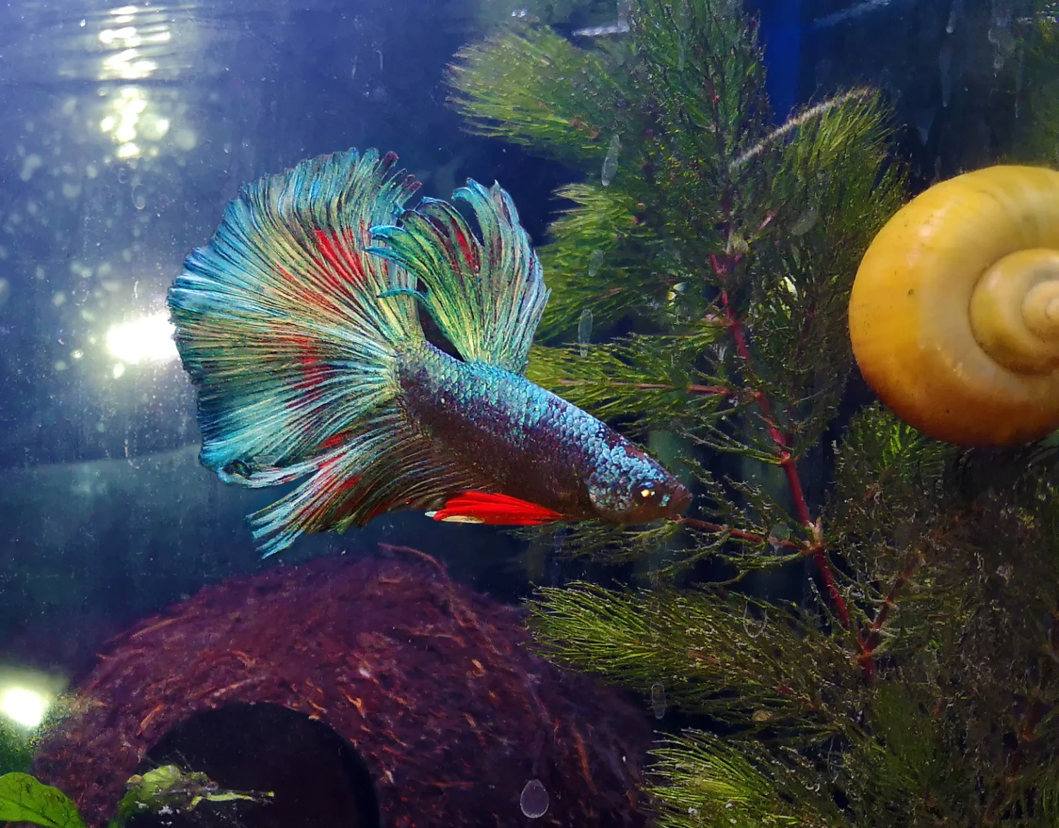 Siamese-Fighting-Fish 12