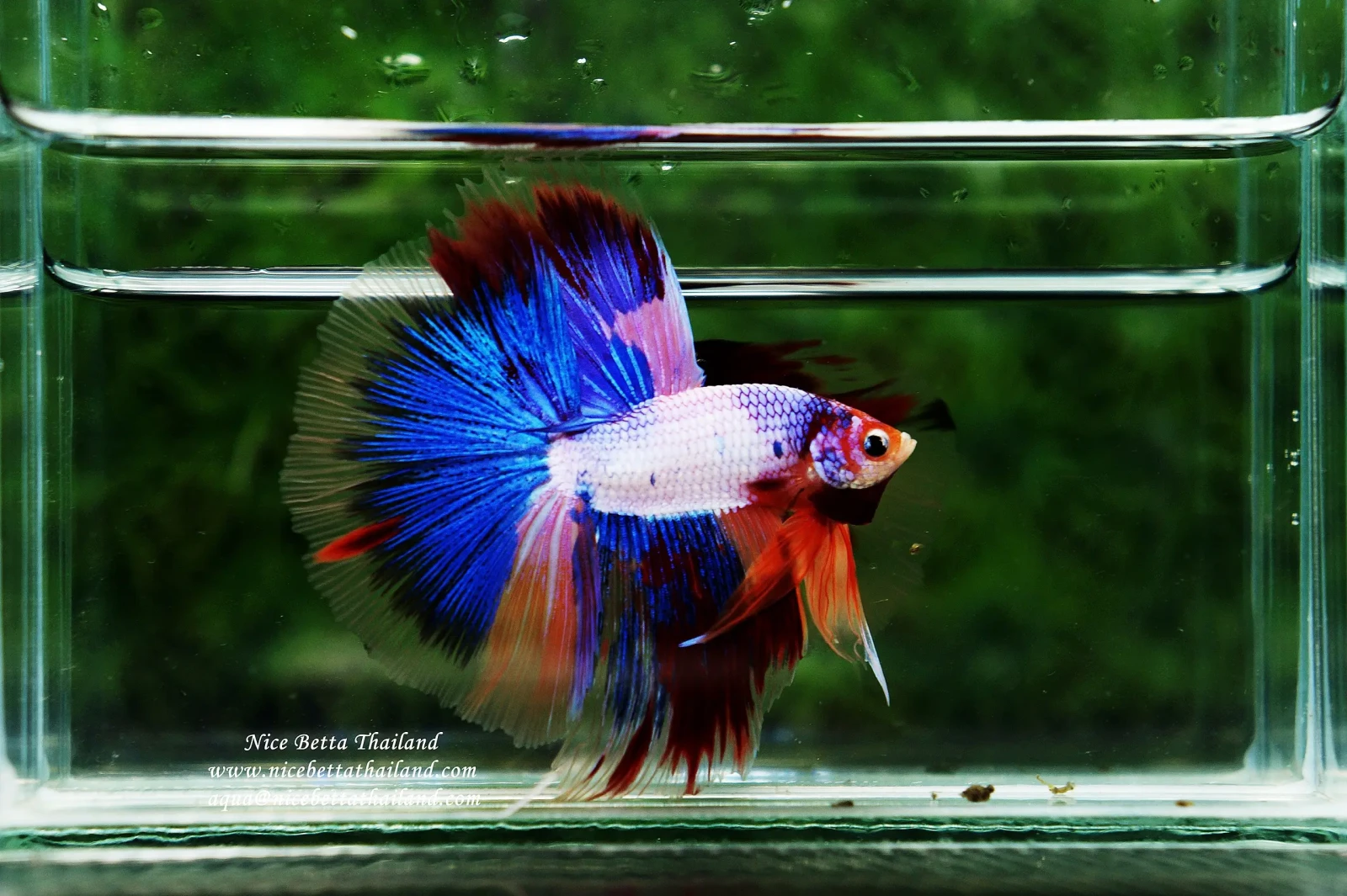 Siamese-Fighting-Fish 13