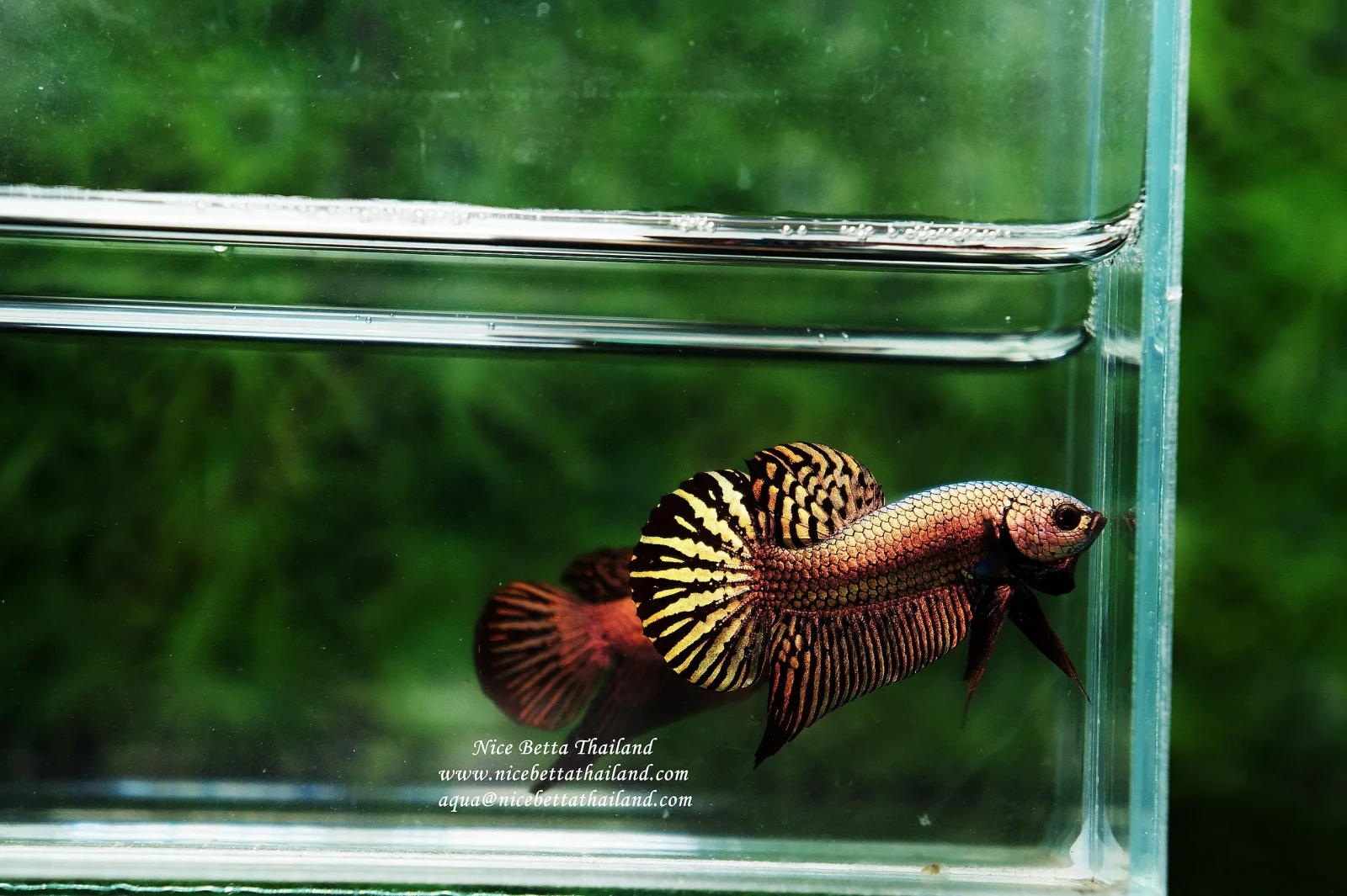 Siamese-Fighting-Fish 14