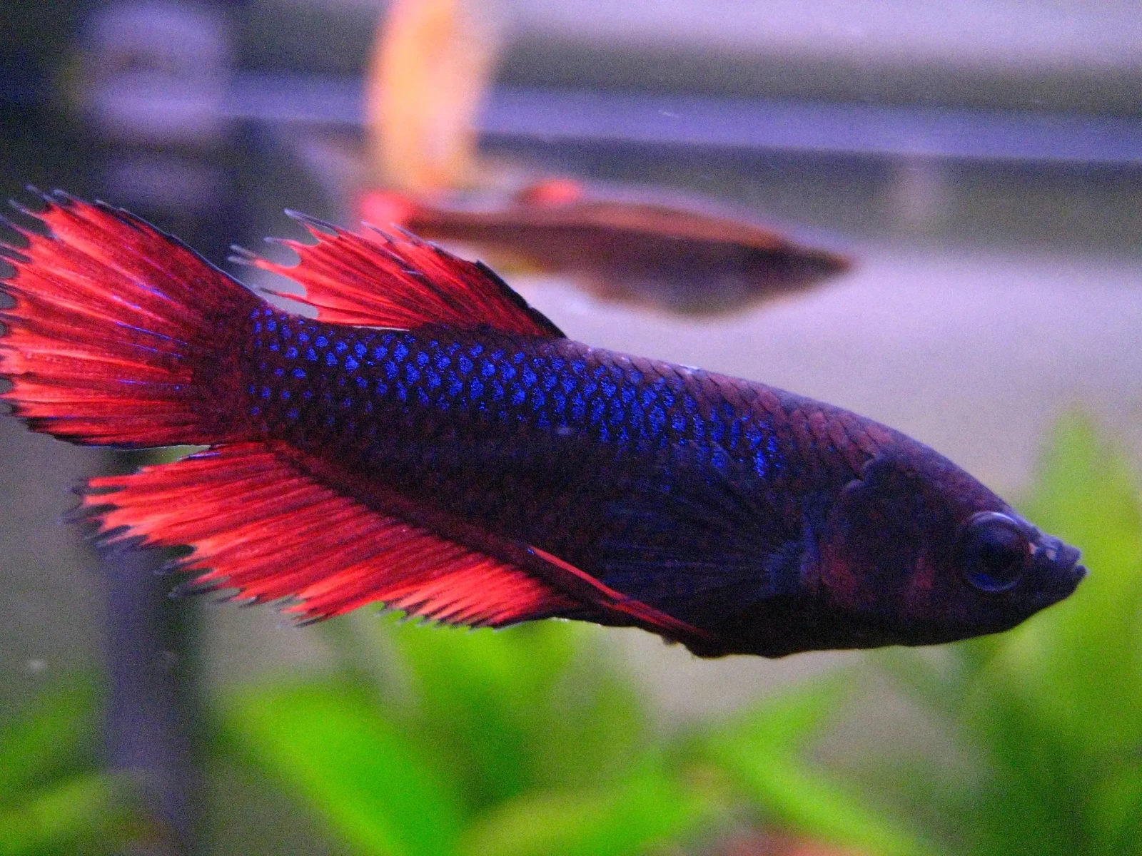 Siamese-Fighting-Fish 15
