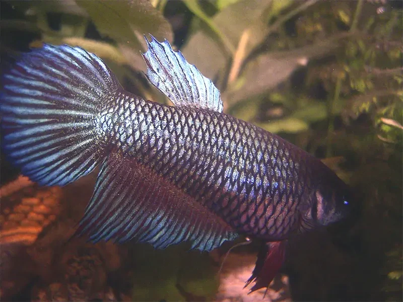 Siamese-Fighting-Fish 16