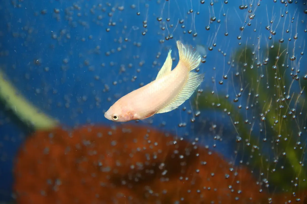 Siamese-Fighting-Fish 17