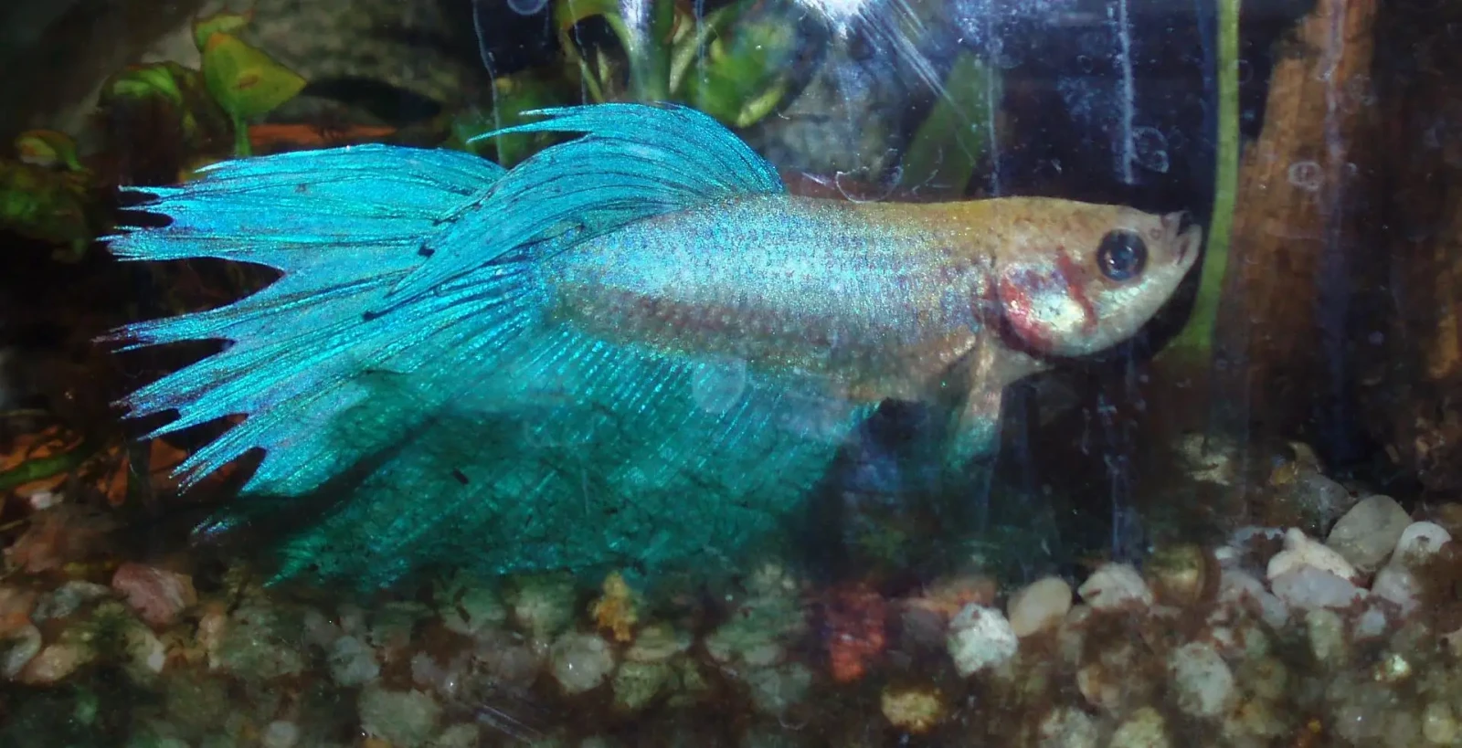 Siamese-Fighting-Fish 18