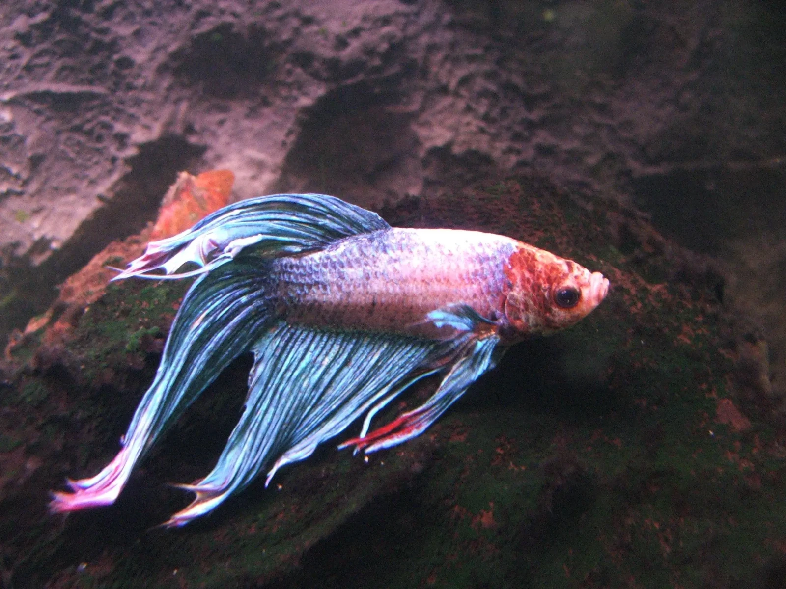 Siamese-Fighting-Fish 19