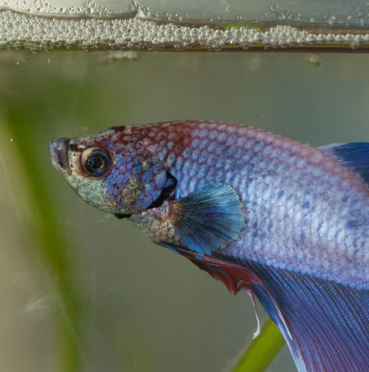 Siamese-Fighting-Fish 20