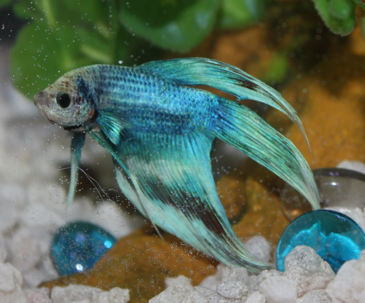 Siamese-Fighting-Fish 21