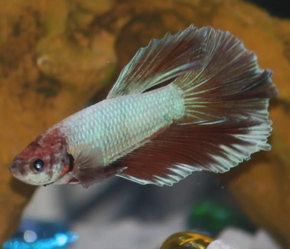 Siamese-Fighting-Fish 22