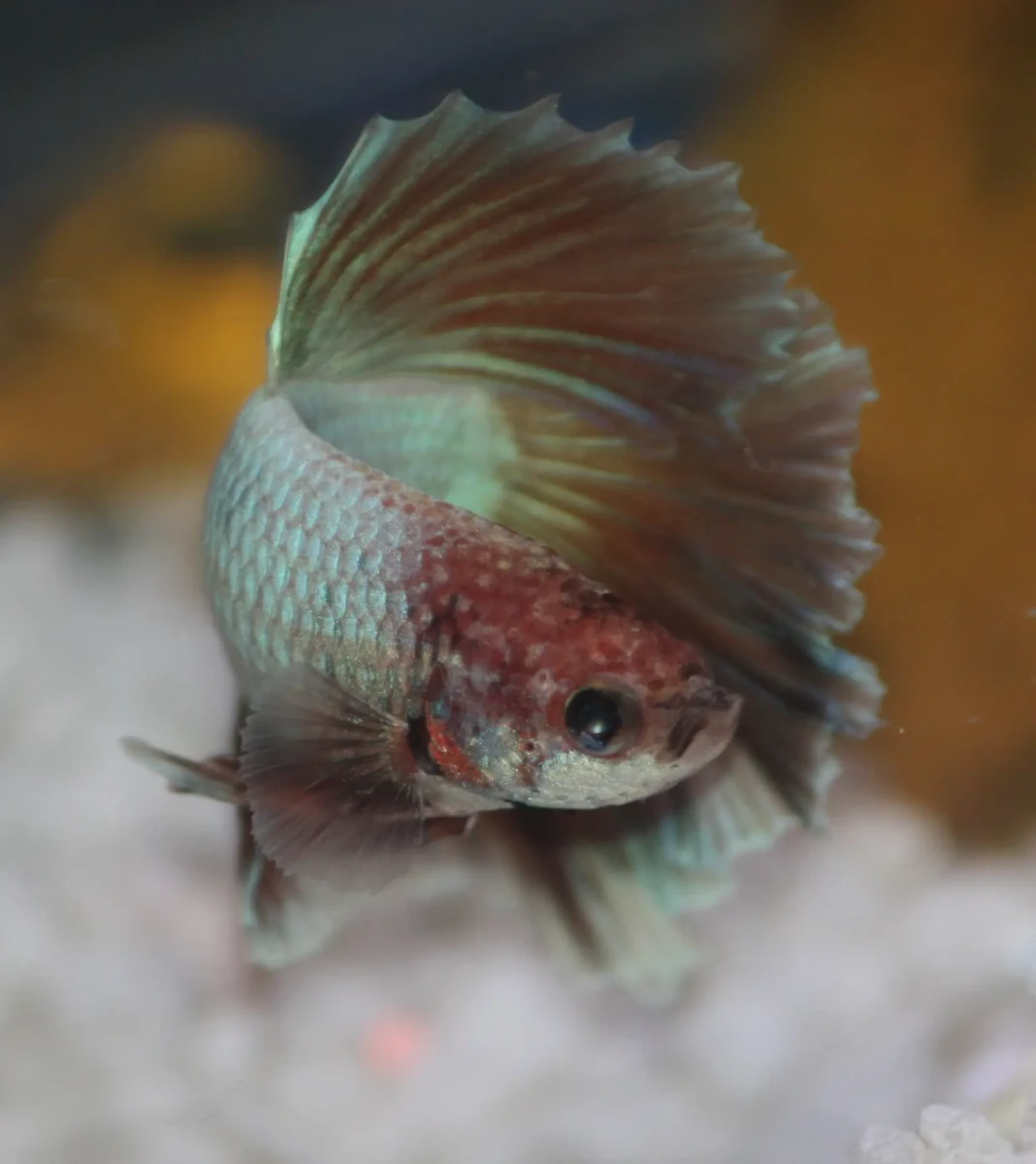 Siamese-Fighting-Fish 23