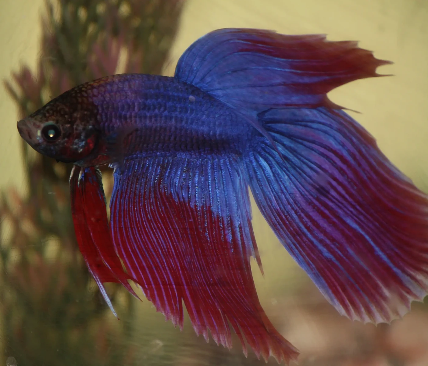 Siamese-Fighting-Fish 24