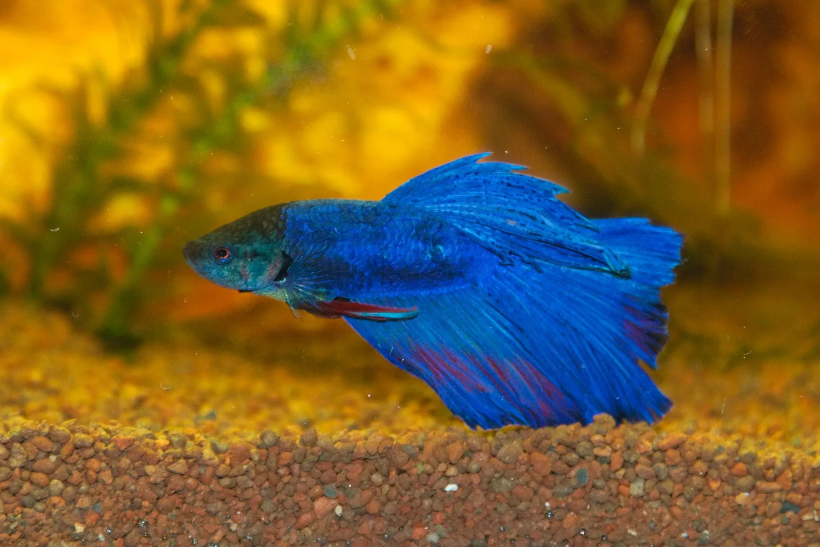 Siamese-Fighting-Fish 25