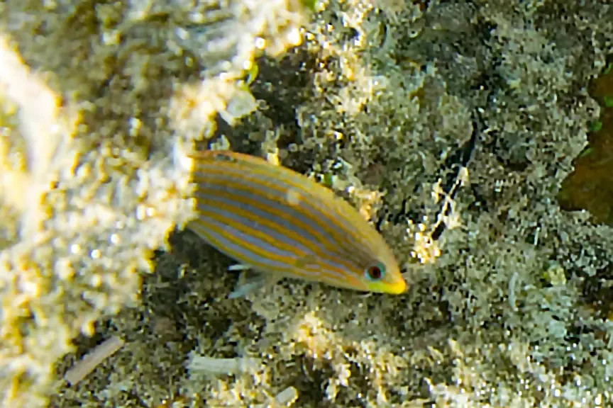 Six lignes, un caractère : le labre qui bouscule l'aquarium récifal
