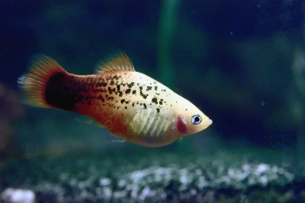 Platy : un poisson tropical à l'histoire mouvementée
