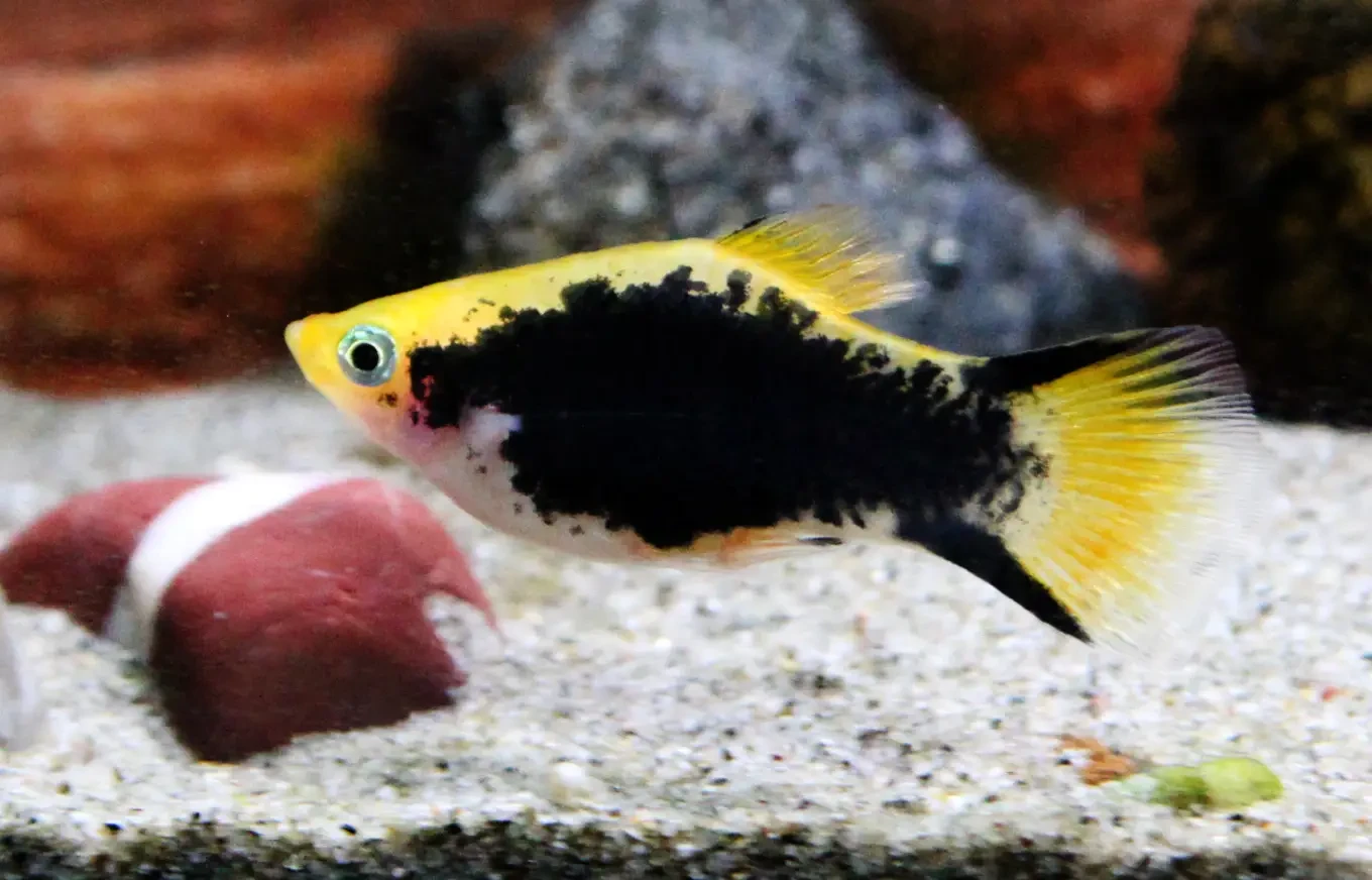 Platy