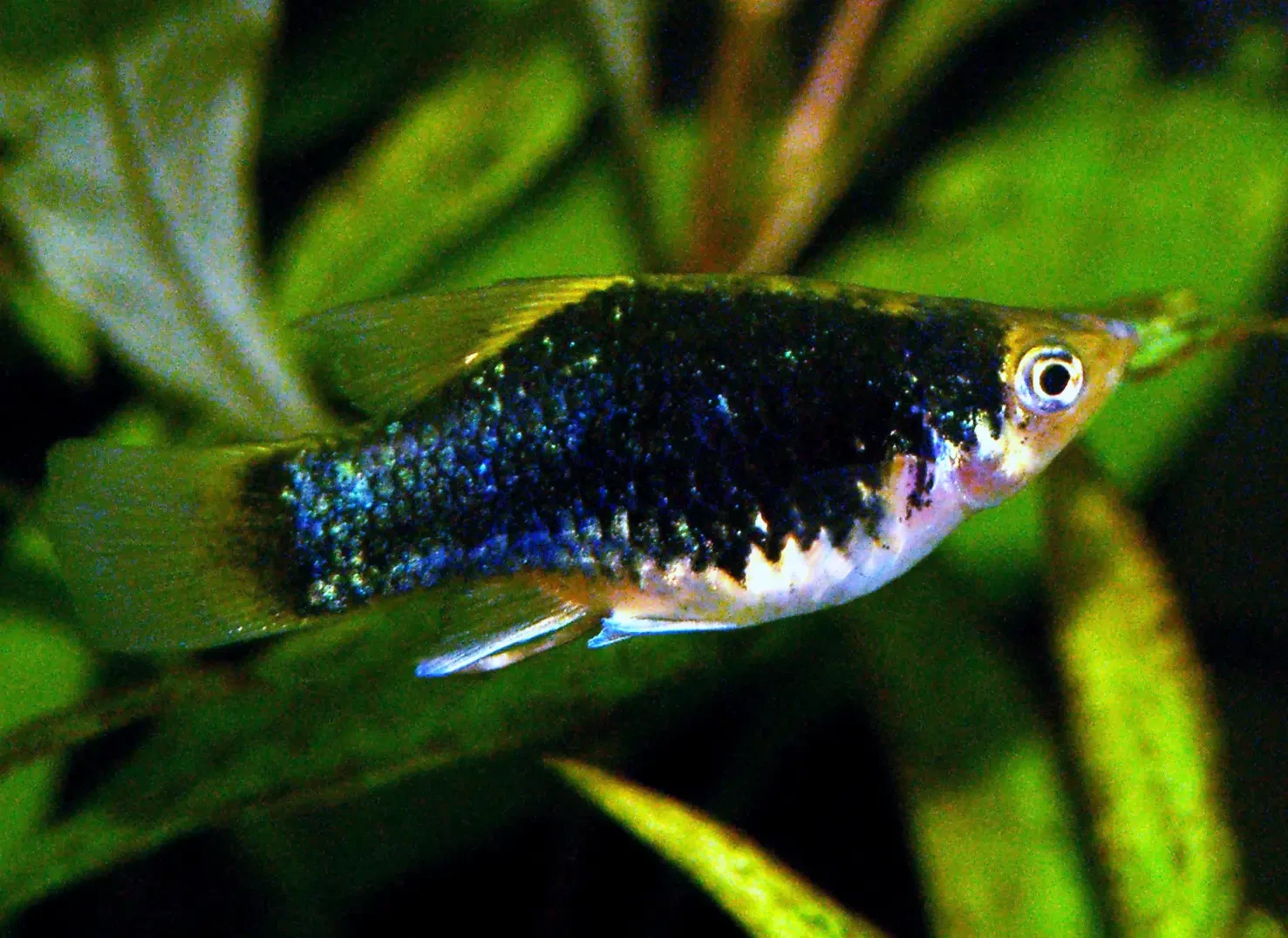 Platy