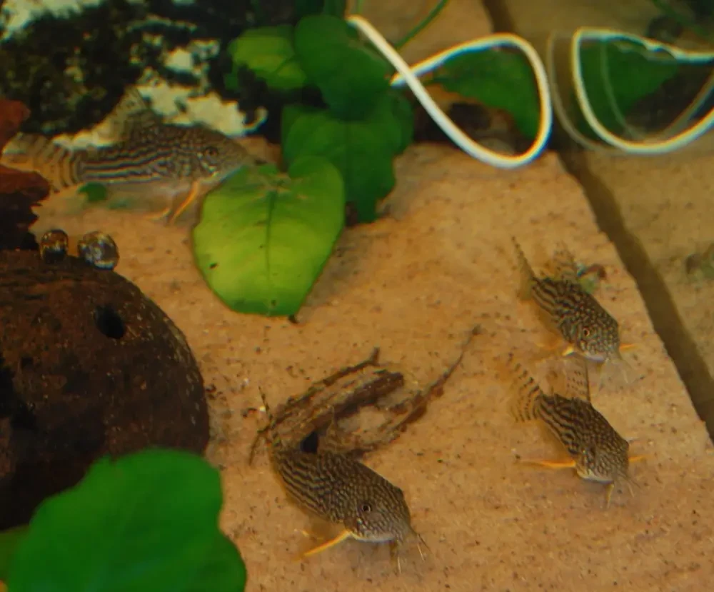 Corydoras sterbai : l'élégance cuirassée des fonds d'aquarium