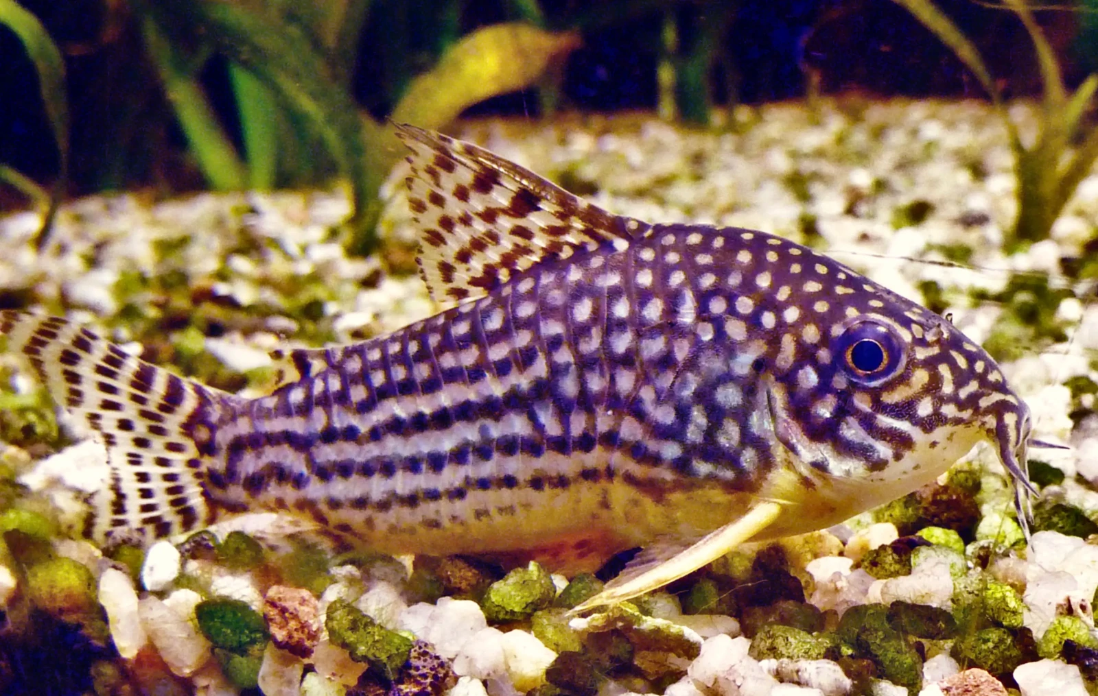 Corydoras sterbai
