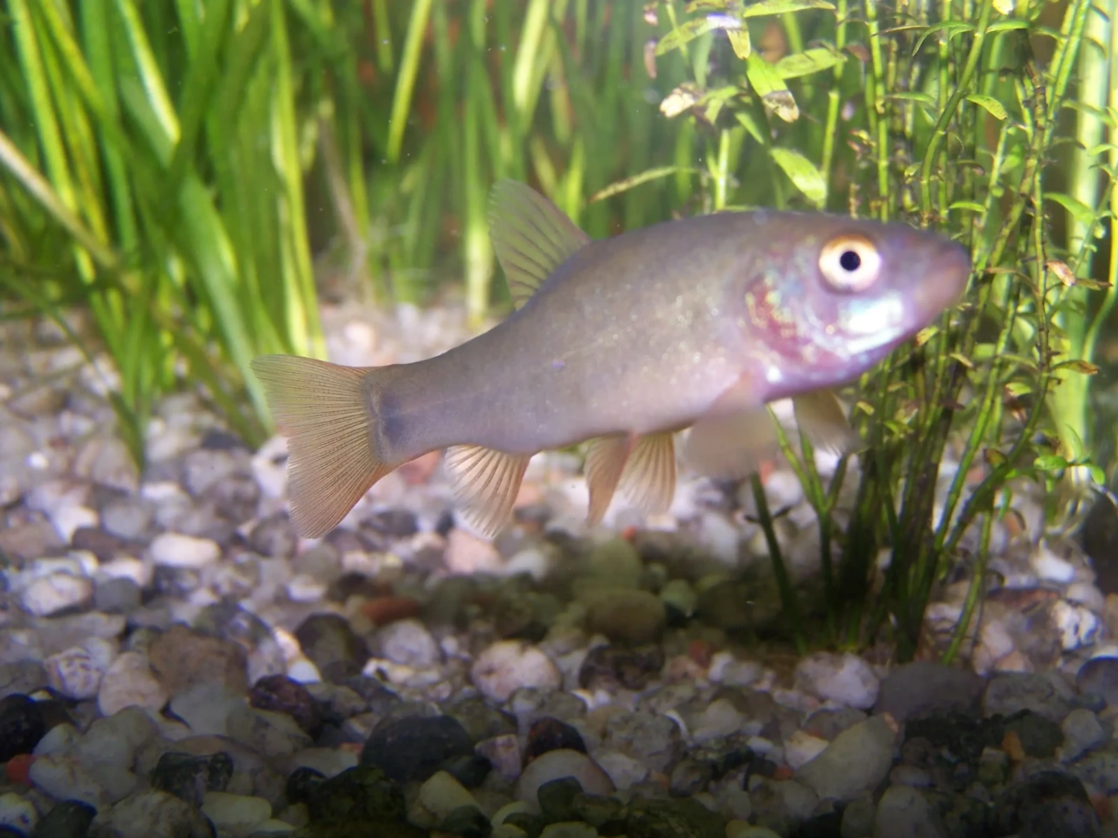 L'or des bassins : la tanche dorée, un poisson d'eau froide à la robe flamboyante