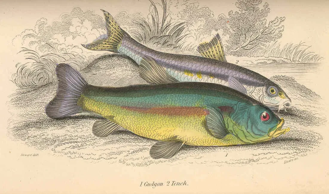 Tanche dorée
