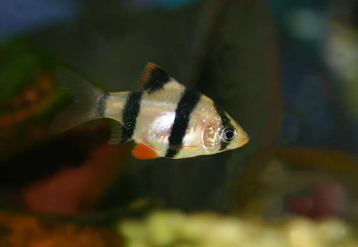 Barbus de Sumatra