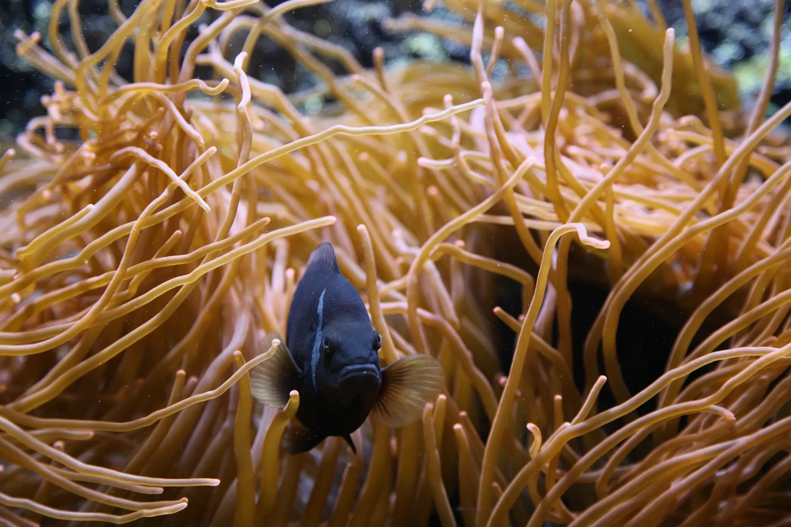 Tomato-Clownfish 02