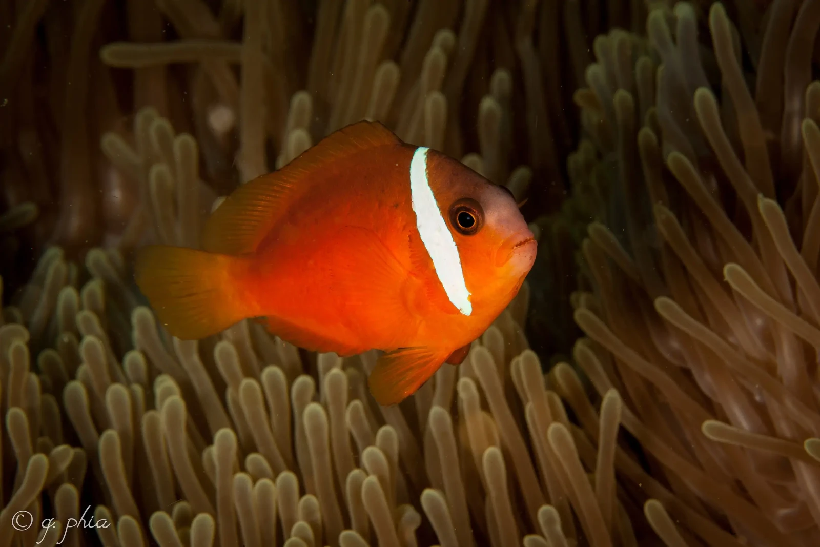 Tomato-Clownfish 03