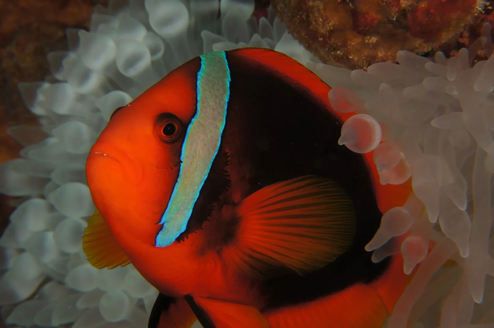 Tomato-Clownfish 04