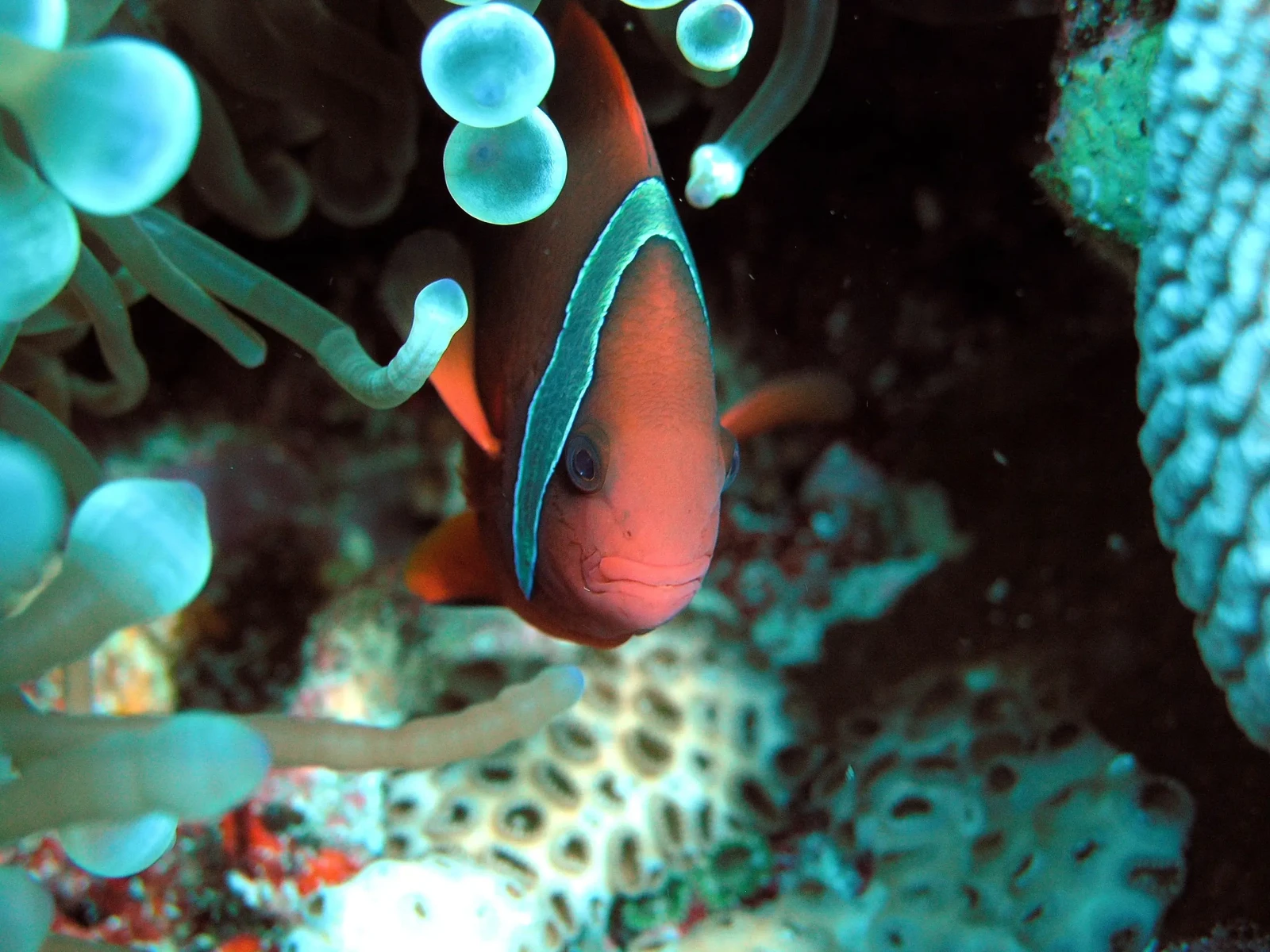 Tomato-Clownfish 05